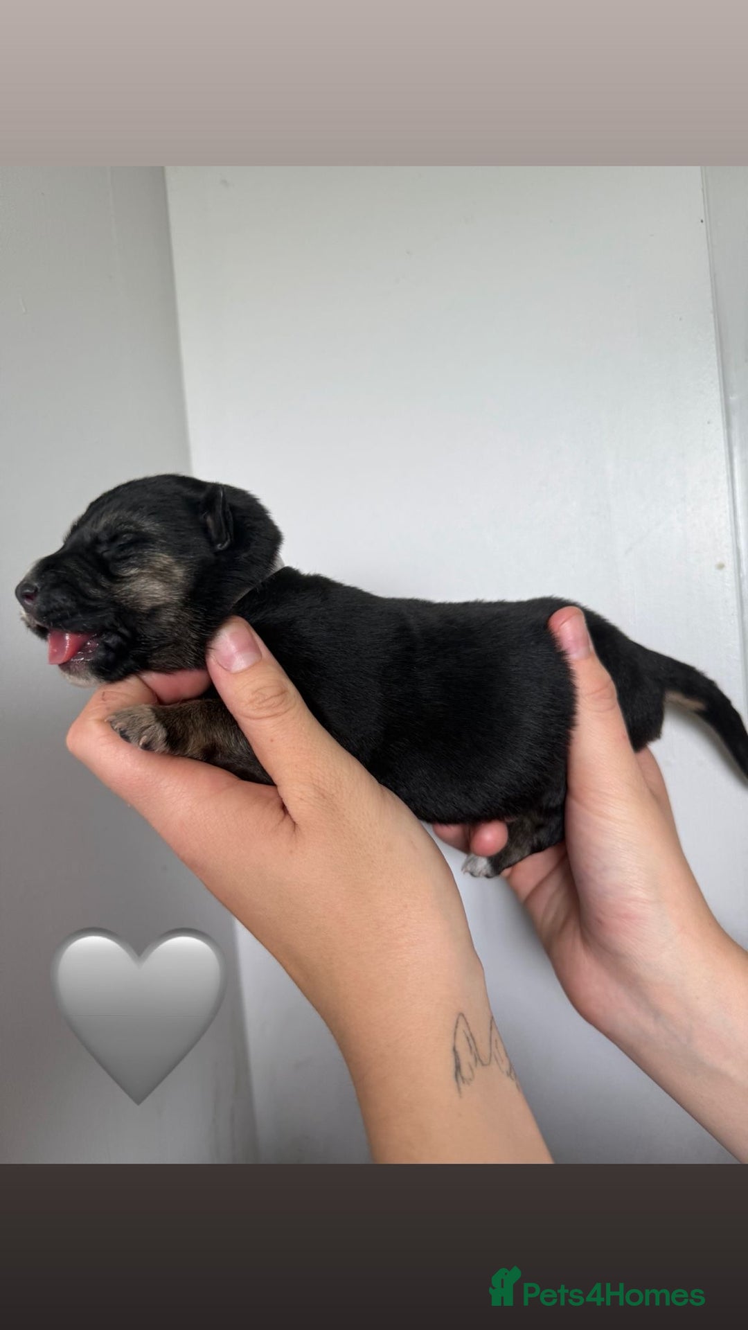 German Shepherd dogs for sale: Stunning German Shepherd/Utonagan Puppies  - Image 26