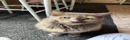 Mixed Breed cats for sale: Gorgeous 11 year-old female cat (Patchy)  - Advert 1