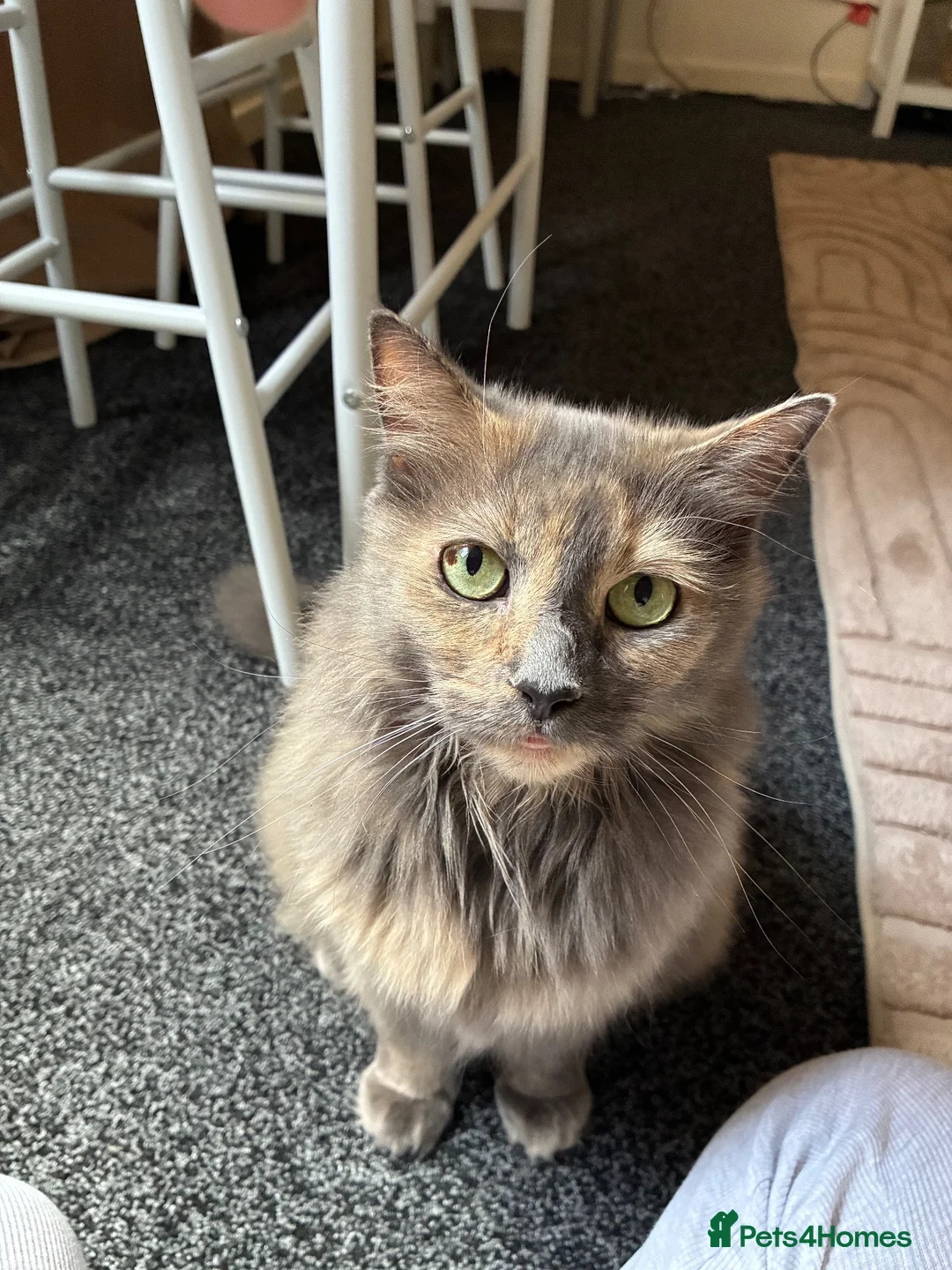 Mixed Breed cats for sale: Gorgeous 11 year-old female cat (Patchy)  - Advert 1