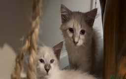 Siberian cats for sale: Siberians with wonderful personalities  - Image 7