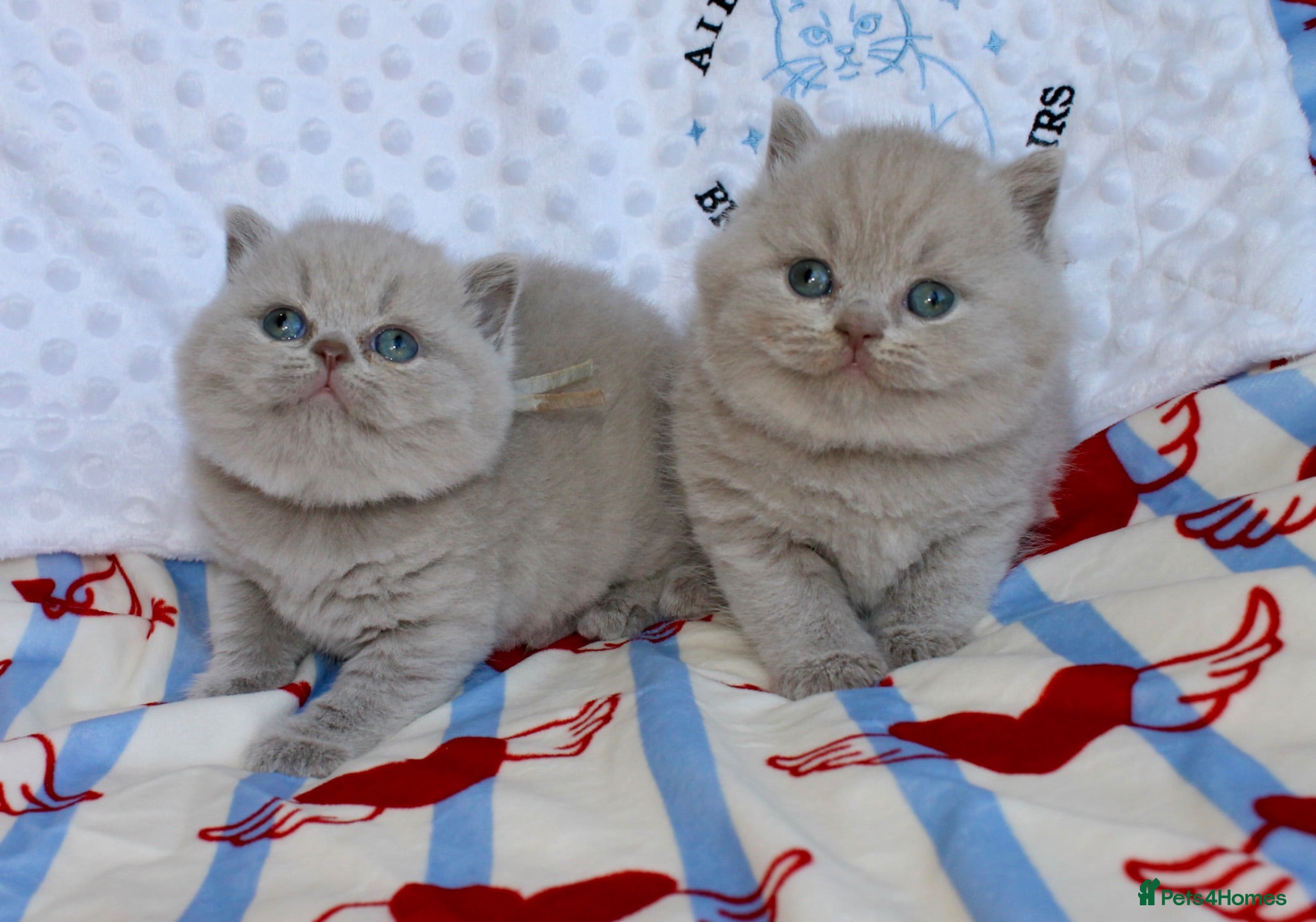 British Shorthair cats GCCF British shorthair kittens. - Advert 1