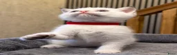 British Shorthair cats for sale: 🐾 Adorable Kittens Looking for a Loving Family 🐾 - Advert 14