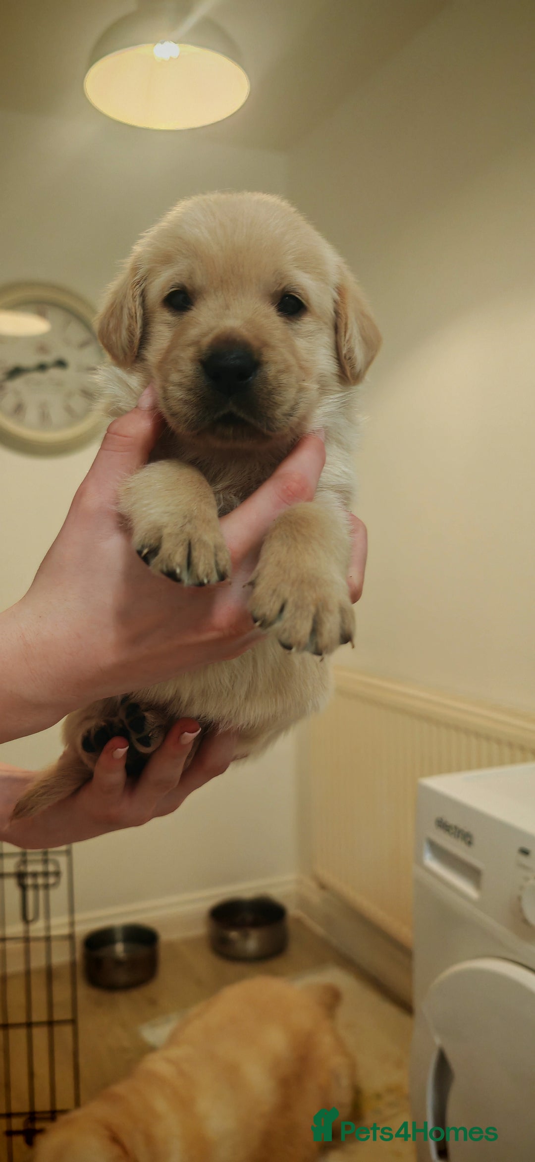 Goldador dogs for sale: Ready 4th February  - Advert 5