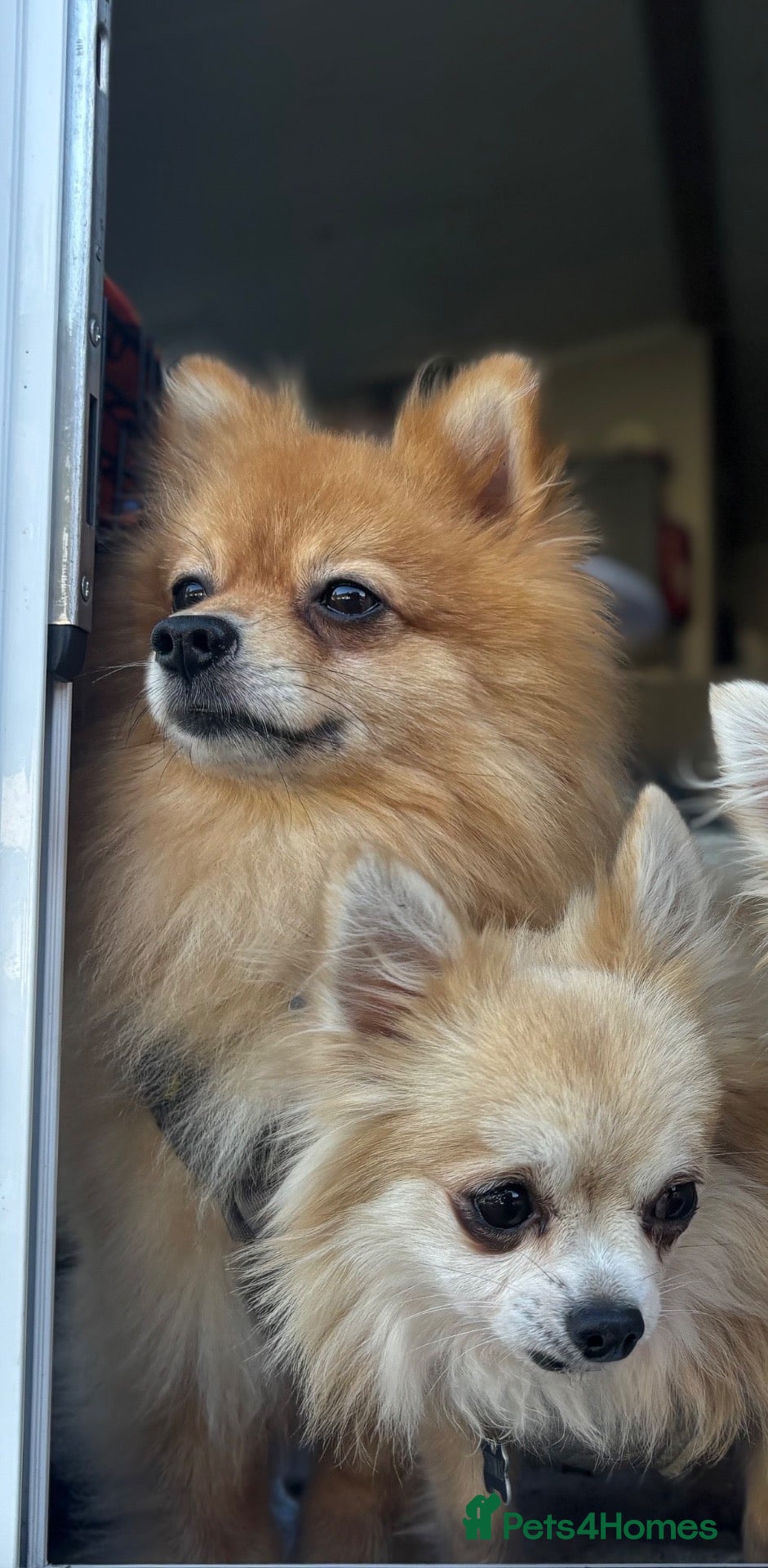 Pomchi dogs Chihuahua and pomchi for rehome - Advert 4