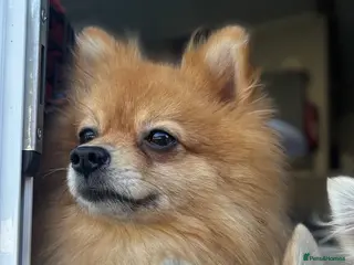 Pomchi dogs Chihuahua and pomchi for rehome - Advert 5
