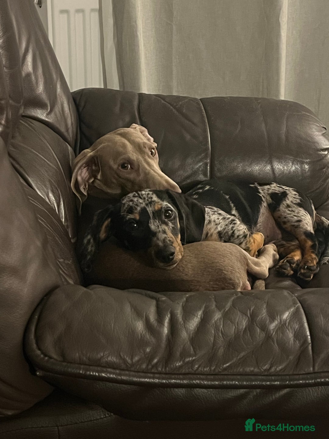 Miniature Dachshund dogs for sale: Dapple mini dachshund & long haired daxi cross - Advert 8