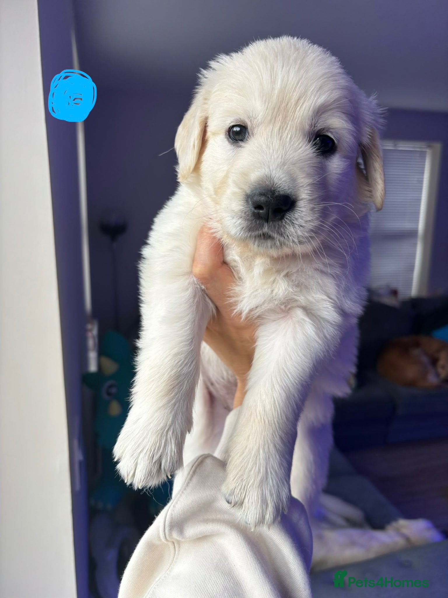 Golden Retriever dogs Golden Retriever puppies - Advert 2