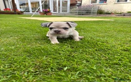 French Bulldog dogs for sale: Gorgeous French Bulldog Puppies. - Image 27