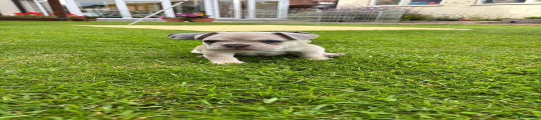 French Bulldog Puppy Blue