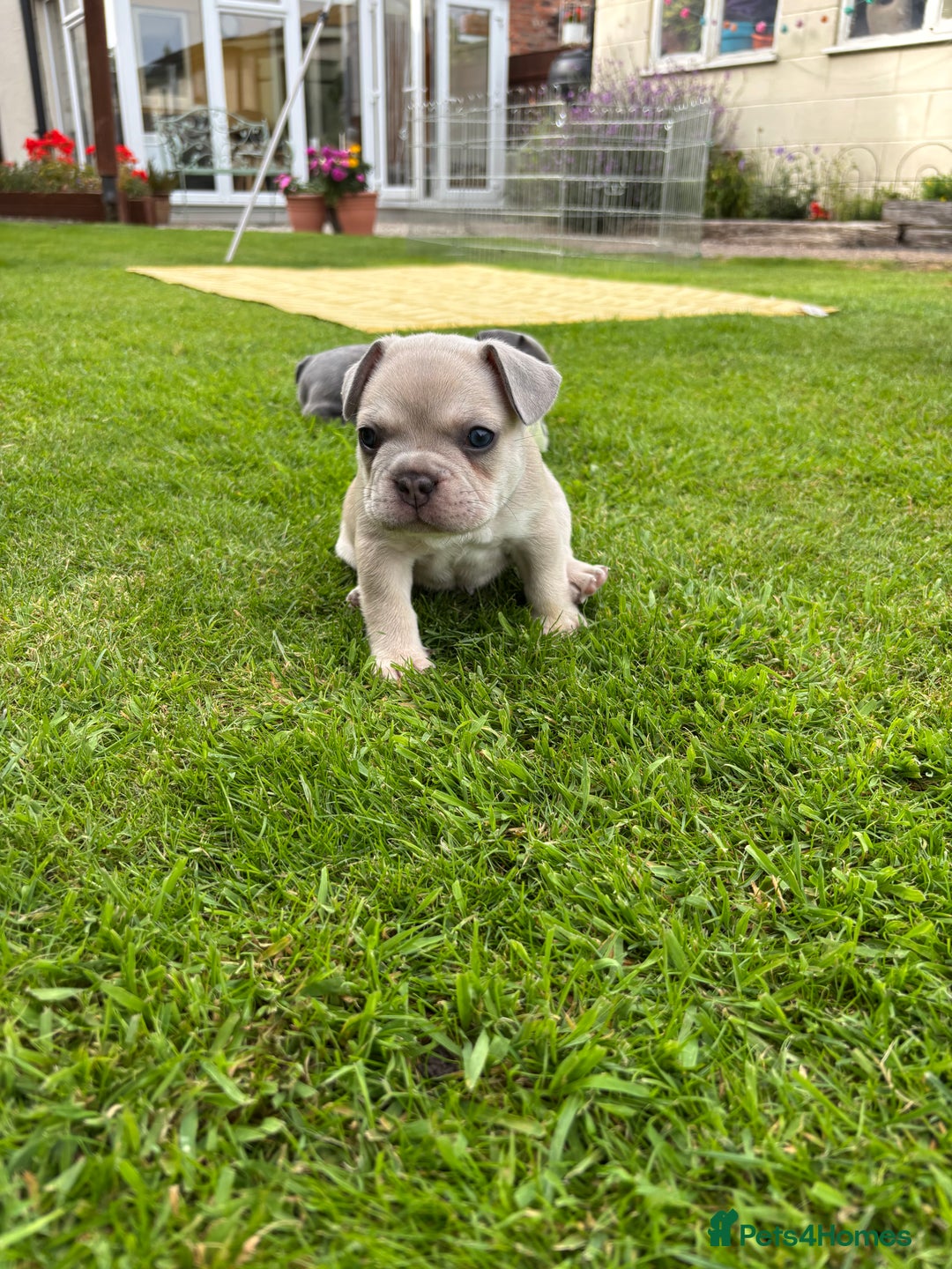 French Bulldog dogs for sale: Gorgeous French Bulldog Puppies. - Image 27