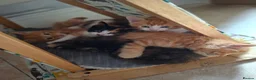 Mixed Breed cats for sale: Beautiful Litter: 4 Maine Coon X Ginger Toms - Advert 9