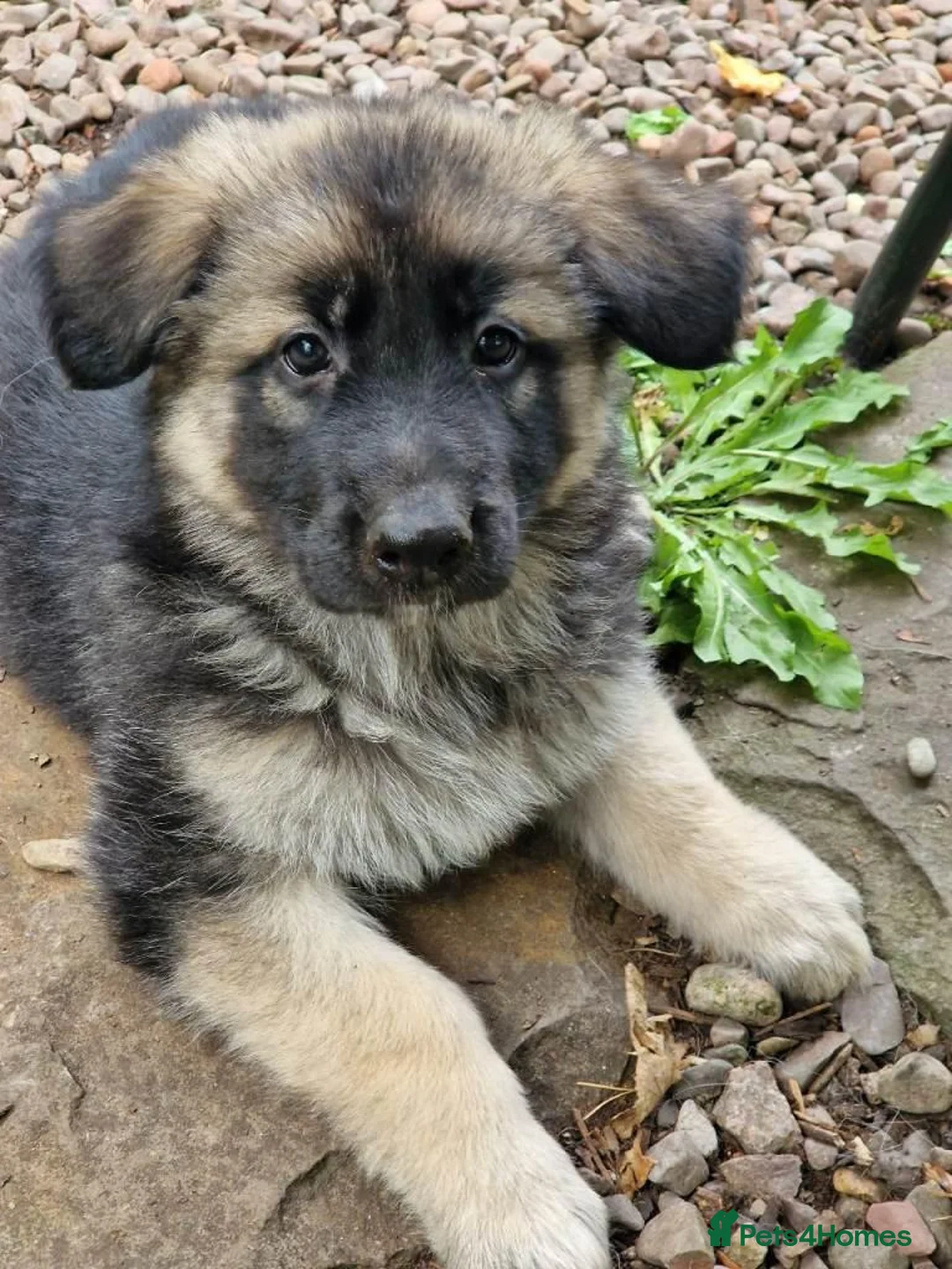 Golden Shepherd dogs for sale: German shepherd  in Rochdale - Advert 3