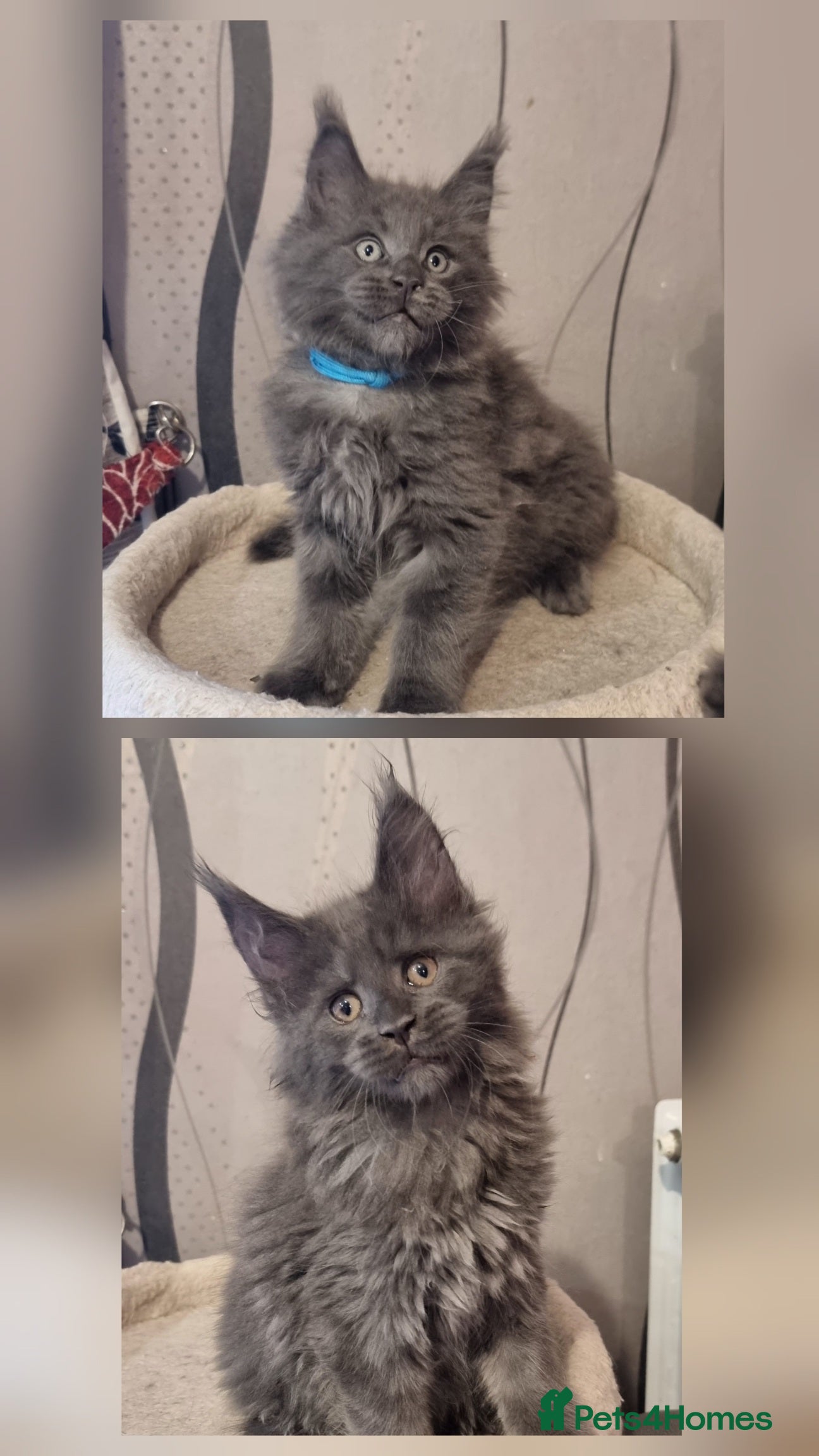 Maine Coon cats Gorgeous pedigree kittens  - Advert 3