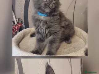 Maine Coon cats Gorgeous pedigree kittens - Advert 3