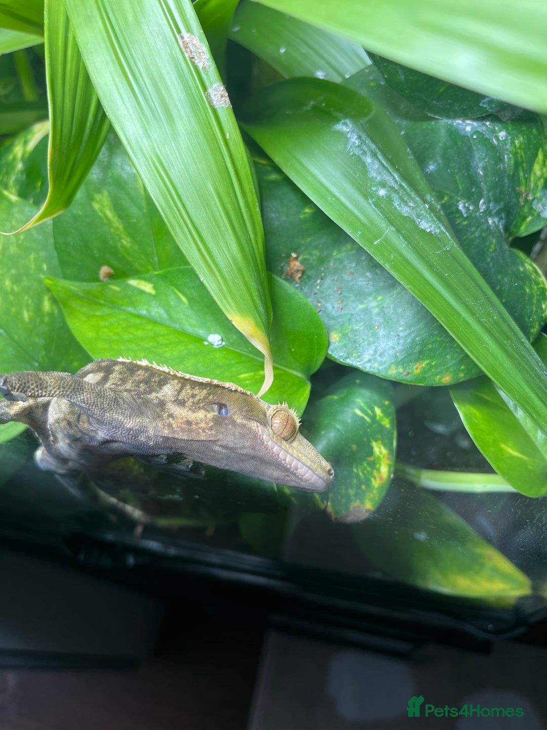 Gecko reptiles for sale: Male Crested Gecko and Terrarium - Image 4