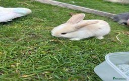 Mini Lop rabbits for sale: Mini Lop babies - Image 3