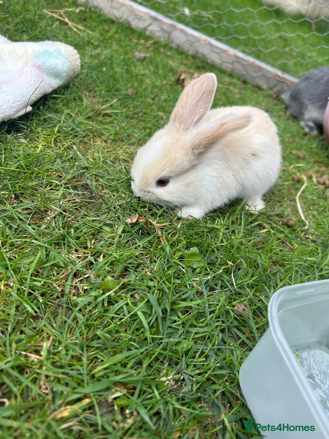 Mini Lop rabbits for sale: Mini Lop babies - Image 3