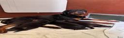 Rottweiler dogs for sale: 🐾 KC Registered Rottweiler Puppies for sale in Huddersfield - Advert 2