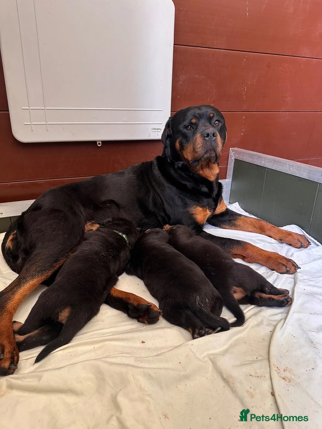 Rottweiler dogs for sale: 🐾 KC Registered Rottweiler Puppies for sale in Huddersfield - Advert 2