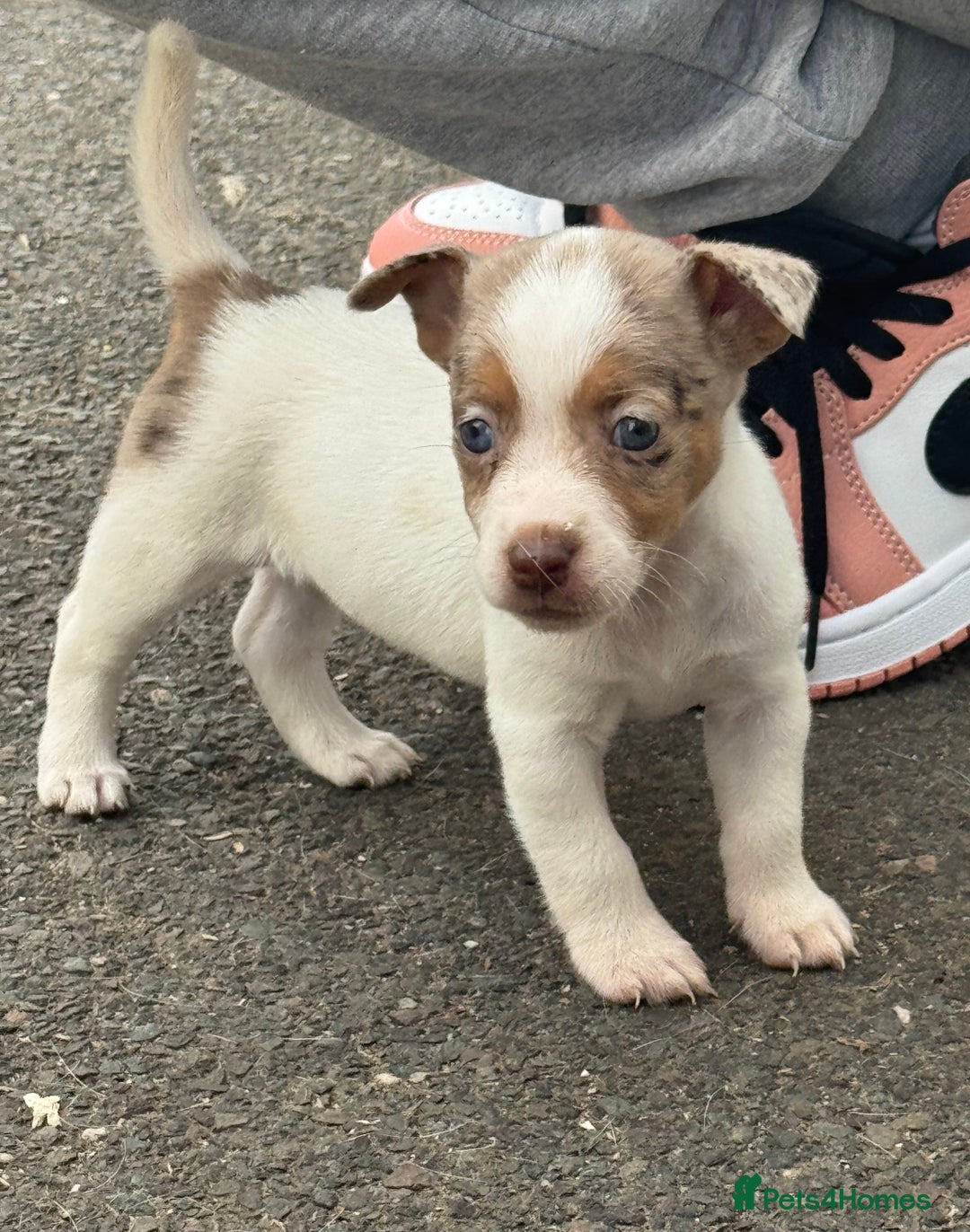 Jack Russell dogs for sale: Jack Russel Puppies For Sale  - Image 1