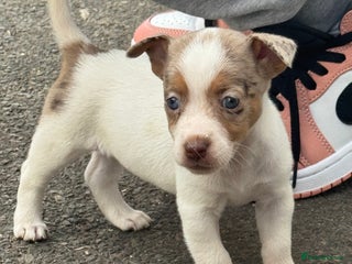 Jack Russell dogs - Advert 35