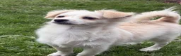 Mixed Breed dogs for sale: two puppies in Preston - Advert 7