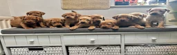 Labrador Retriever dogs for sale: 10 adorable fox red Labrador puppies  - Advert 11