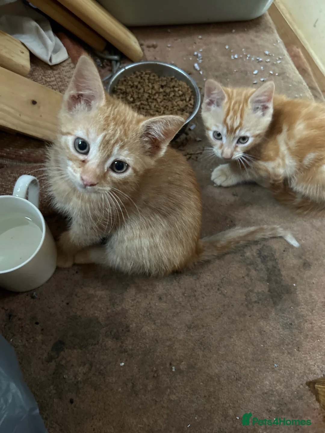 Mixed Breed cats for sale: Ginger tabby’s in Saltash - Advert 3