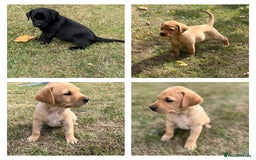 Labrador Retriever dogs for sale: Labrador retriever puppies - Image 1