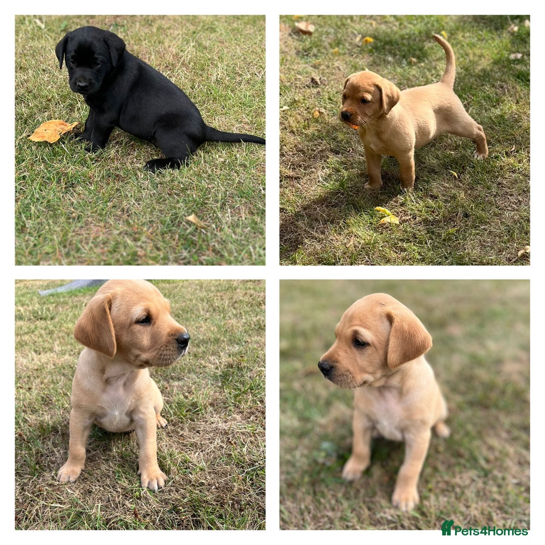 Labrador Retriever dogs for sale: Labrador retriever puppies - Image 1