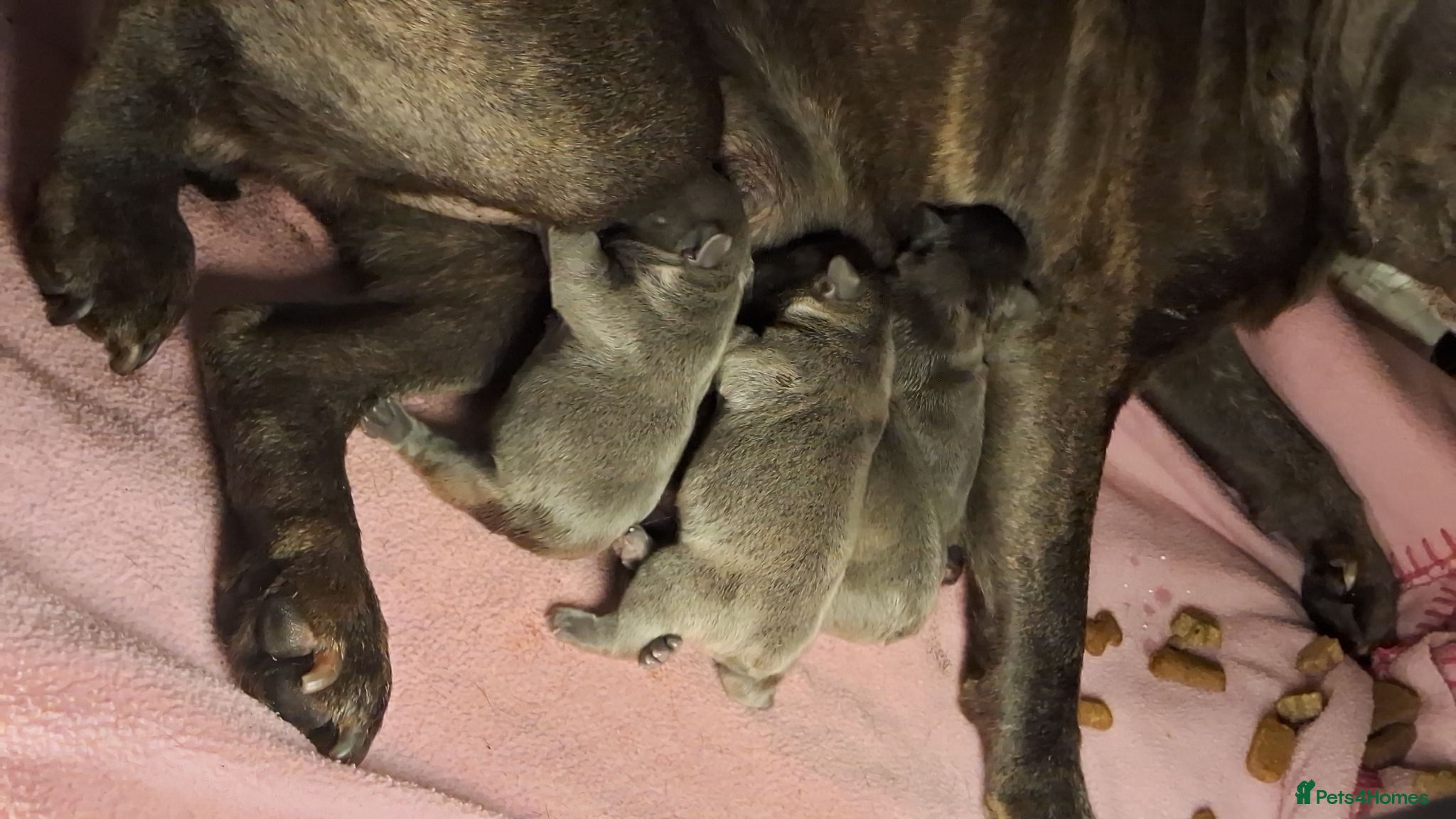 French Bulldog dogs Blue FrenchBulldog Puppies 3 Generations of Health - Advert 3