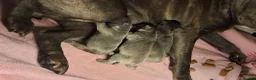 French Bulldog dogs for sale: Blue FrenchBulldog Puppies 3 Generations of Health - Advert 1