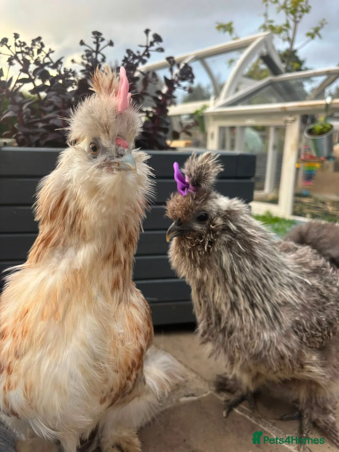 Chickens poultry for sale: 3 beautiful female silkies  - Advert 2