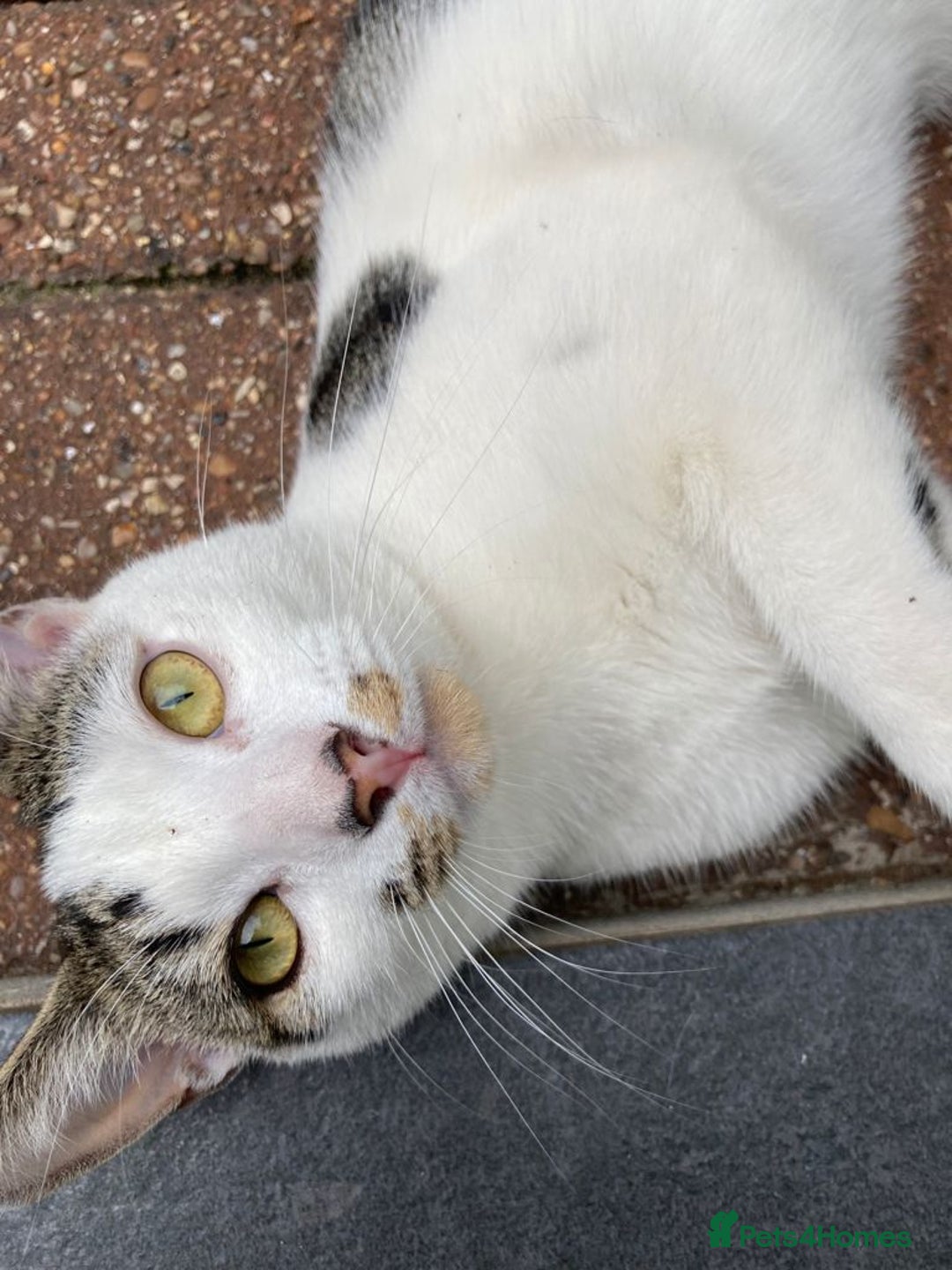 Domestic Shorthair cats for sale: Domestic  cat looking for a loving home for free - Image 3