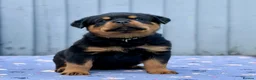 Rottweiler dogs for sale: 5 Exceptional KC Registered Rottweiler Puppies - Advert 3