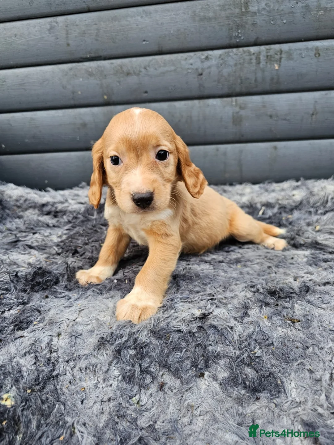 Cocker Spaniel dogs for sale: Cocker spaniels puppys  - Advert 10