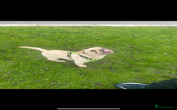 Frug dogs for sale: Male frug puppy - Advert 4