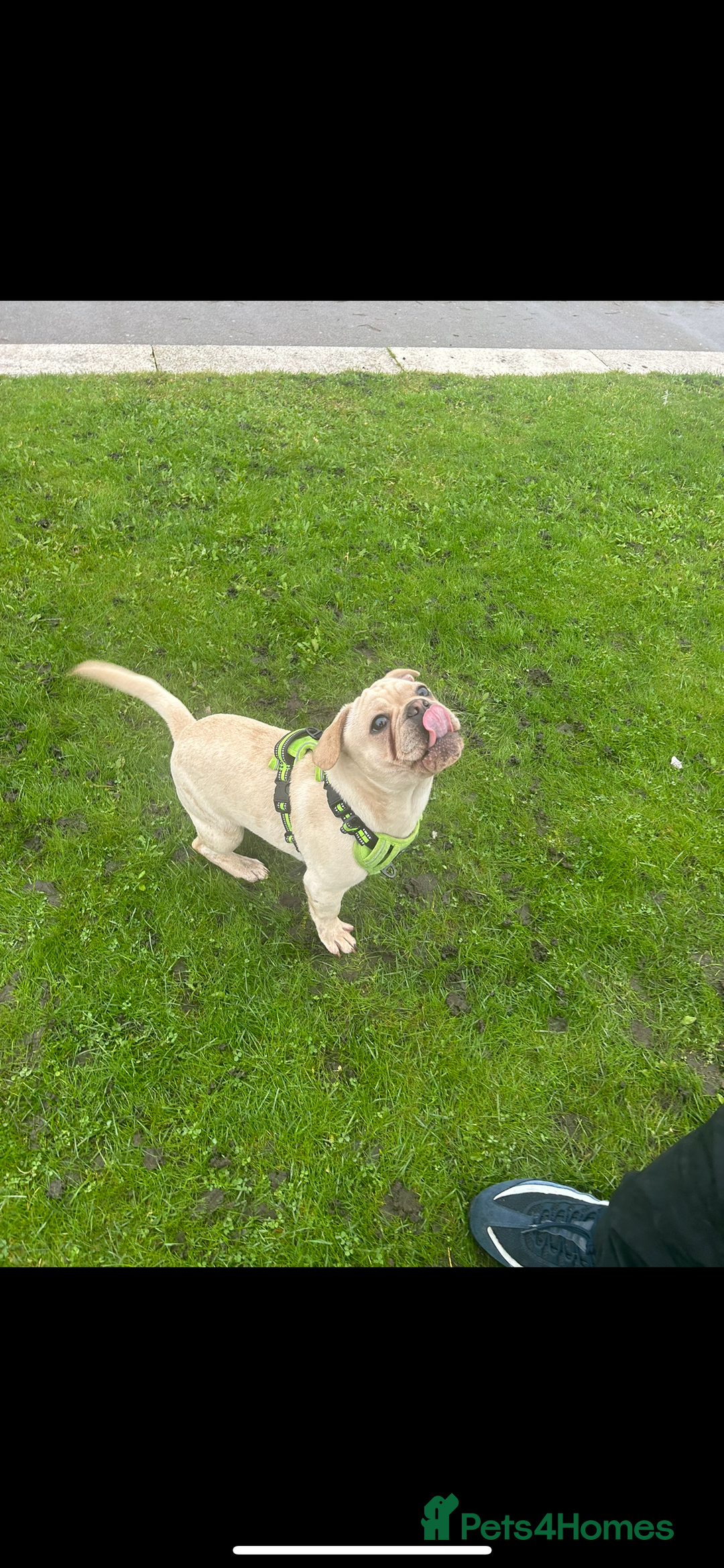 Frug dogs for sale: Male frug puppy - Advert 4