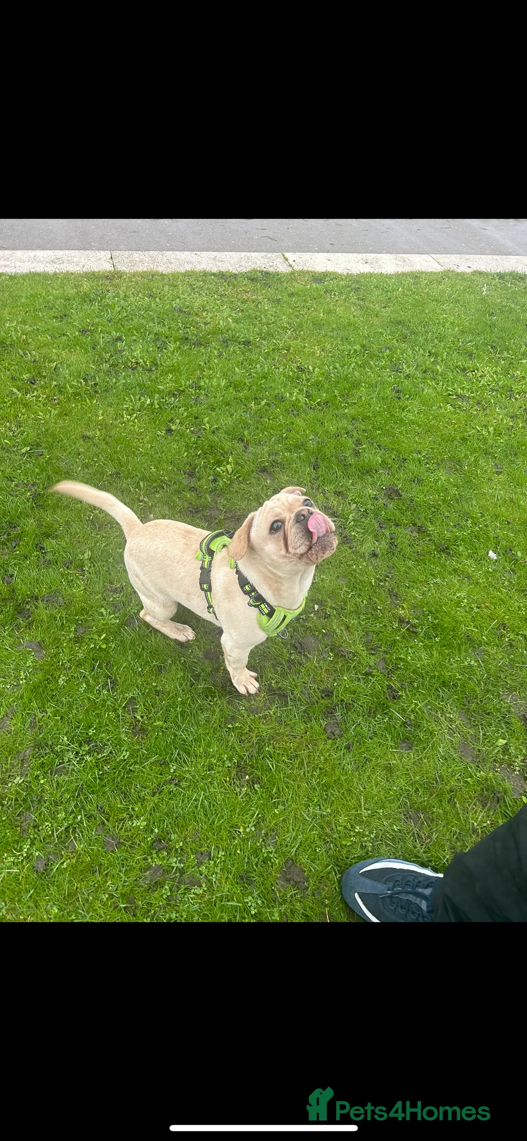 Frug dogs for sale: Male frug puppy - Advert 4