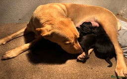 Borador dogs for sale: Labrador X Collie pups - Image 2