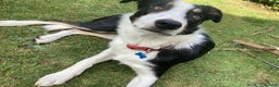Border Collie dogs for sale: Border collie 11 months old trained - Advert 7