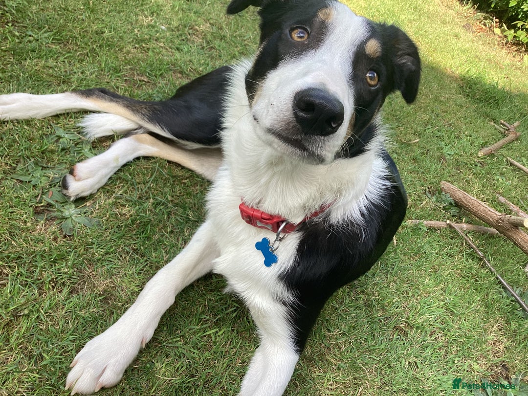 Border Collie dogs for sale: Border collie 11 months old trained - Advert 7