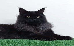 Maine Coon cats for stud: 2 XL Proven Studs 1 of them is a Tica Champion   in Royston - Image 4