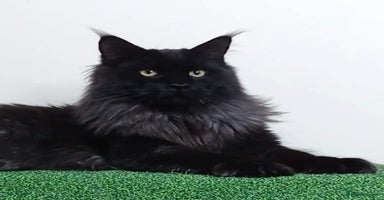 Maine Coon cats in Royston - Advert 9