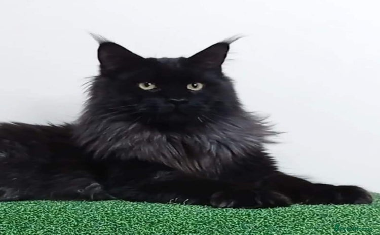 Maine Coon cats in Royston - Advert 3