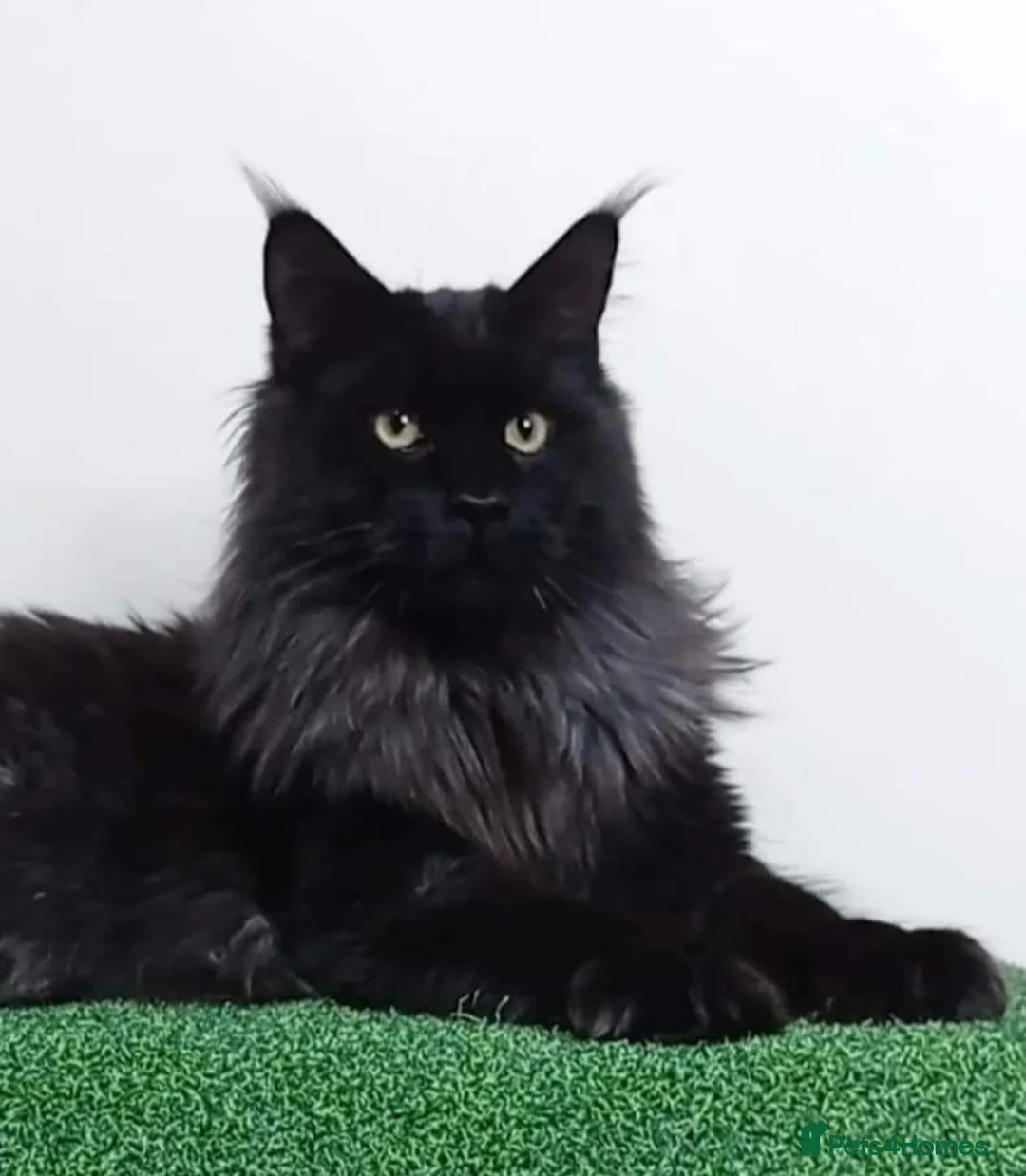 Maine Coon cats for stud: 2 XL Proven Studs 1 of them is a Tica Champion   in Royston - Advert 3