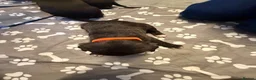 Mixed Breed dogs for sale: Staffordshire bull terrier x Lurcher puppies in Rugby - Advert 6