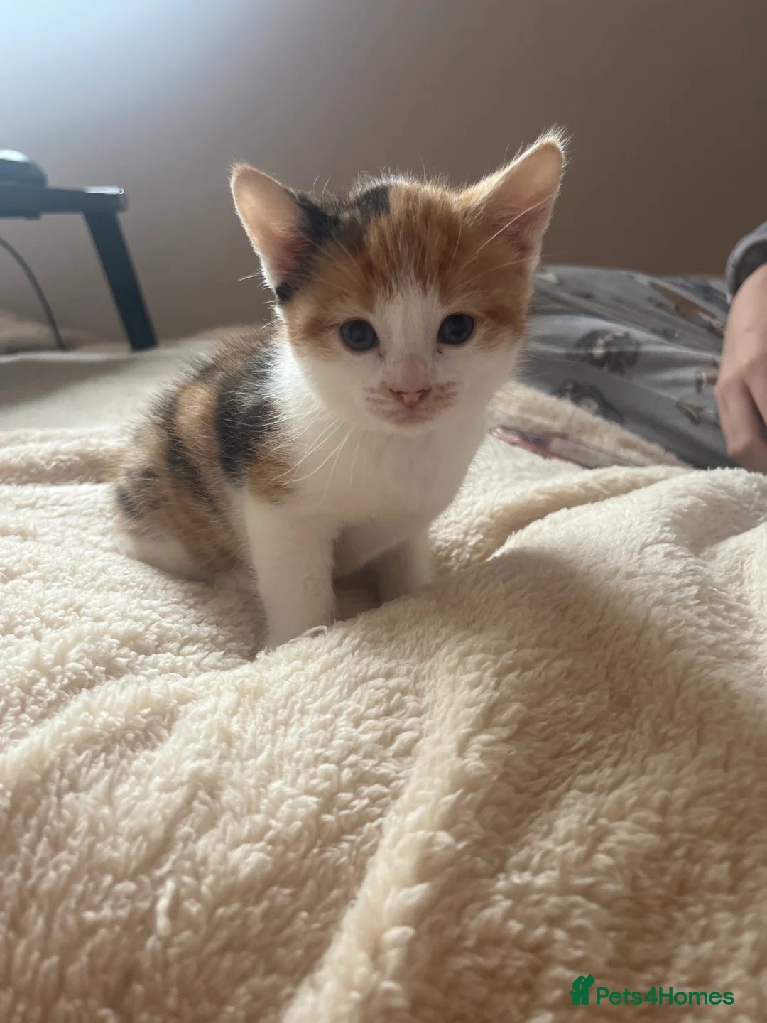 Mixed Breed cats for sale: Two Beautiful kittens for sale - Advert 3
