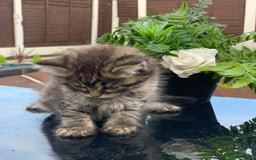 Toyger cats for sale: Tabby kittens  - Image 8