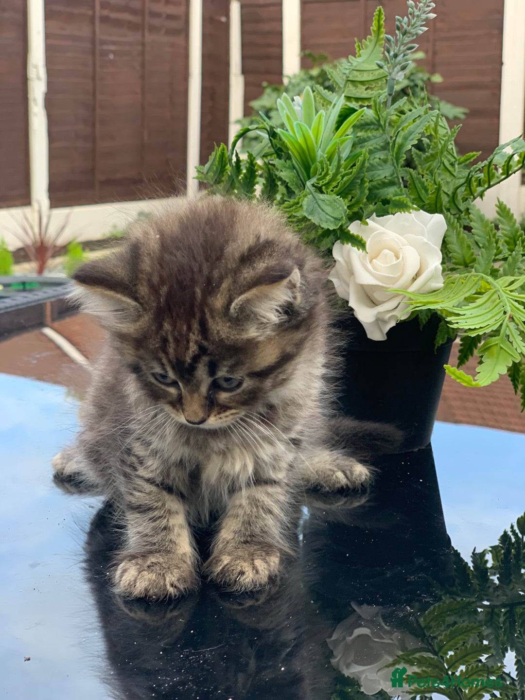 Toyger cats for sale: Tabby kittens  - Image 8